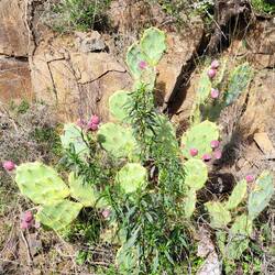 Kakteen säumen heute häufig den Weg.