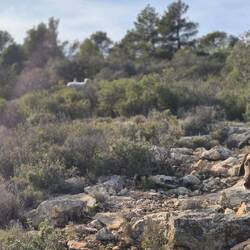 Sogar ein Mutterschaf mit Lämmchen hat sich hierher "verirrt".