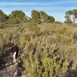 Happy scheint den Weg zu kennen 😉.