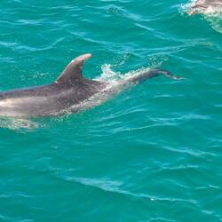 The dolphins were very friendly.