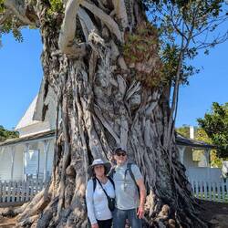 Not sure what type of tree this is but it's cool!