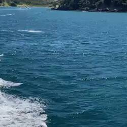 Lovely dolphin send-off!