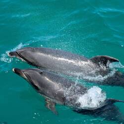 Two of the four friendly dolphins