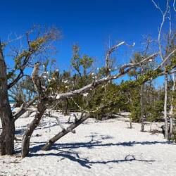 Hier "wachsen sogar Muscheln an den Büschen"🤪
