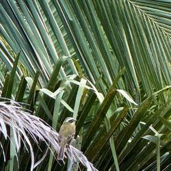 Mystery bird