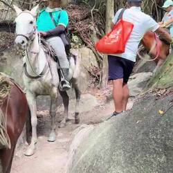 Horse Service