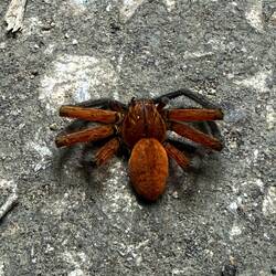 Some type of tarantula