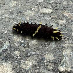 Mystery caterpillar