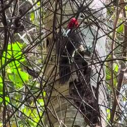 Woodpecker action