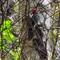 Woodpecker action
