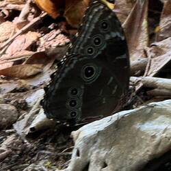 Mystery butterfly
