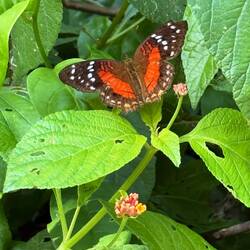 Scarlet Peacock butterfly