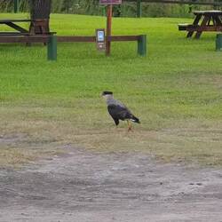 Der Kollege heißt Caracara, wird bis 60 cm groß und schreitet hier häufig in der Gegend rum