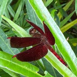 Botanic gardens held some beautiful natural moments.