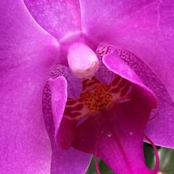 The Botanic's orchid garden opened my eyes to the variety of species: all stunning