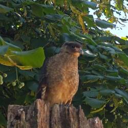 der Chimangokarakara, eine Falkenart