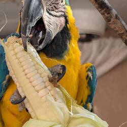 Blue and Yellow Macaw