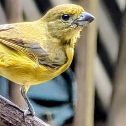 Thick-billed Euphonia