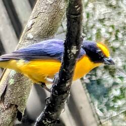Orange-bellied Euphonia