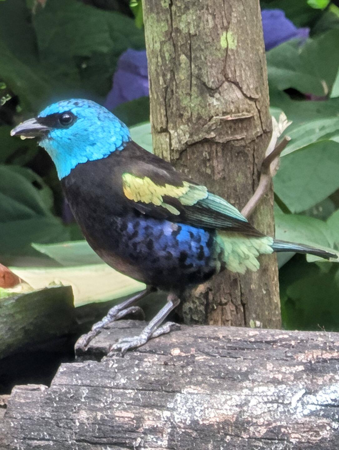 Blue-necked Tanager