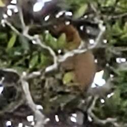 Unscharfer Nasenaffe