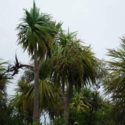 Neuseeländische Kohlbäume (Cabbage Tree)