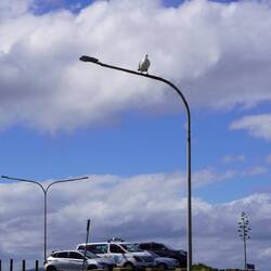 Ä chline Pelikan ufem Mast