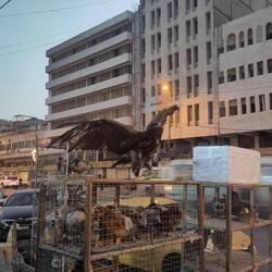 The bird markets in this part of the world are fucked up, no other words.