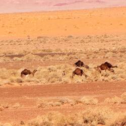 Große Dromedar Herden