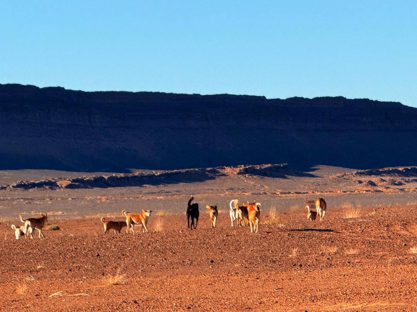 Morgenrunde mit 20 Hunden und Quappo🤪 alle ohne Leine🤣