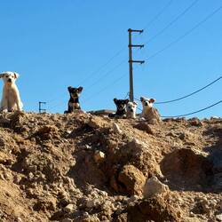 5 der 10 Welpen am Stellplatz
