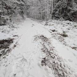 Das waren wohl einige Wildsauen🙄