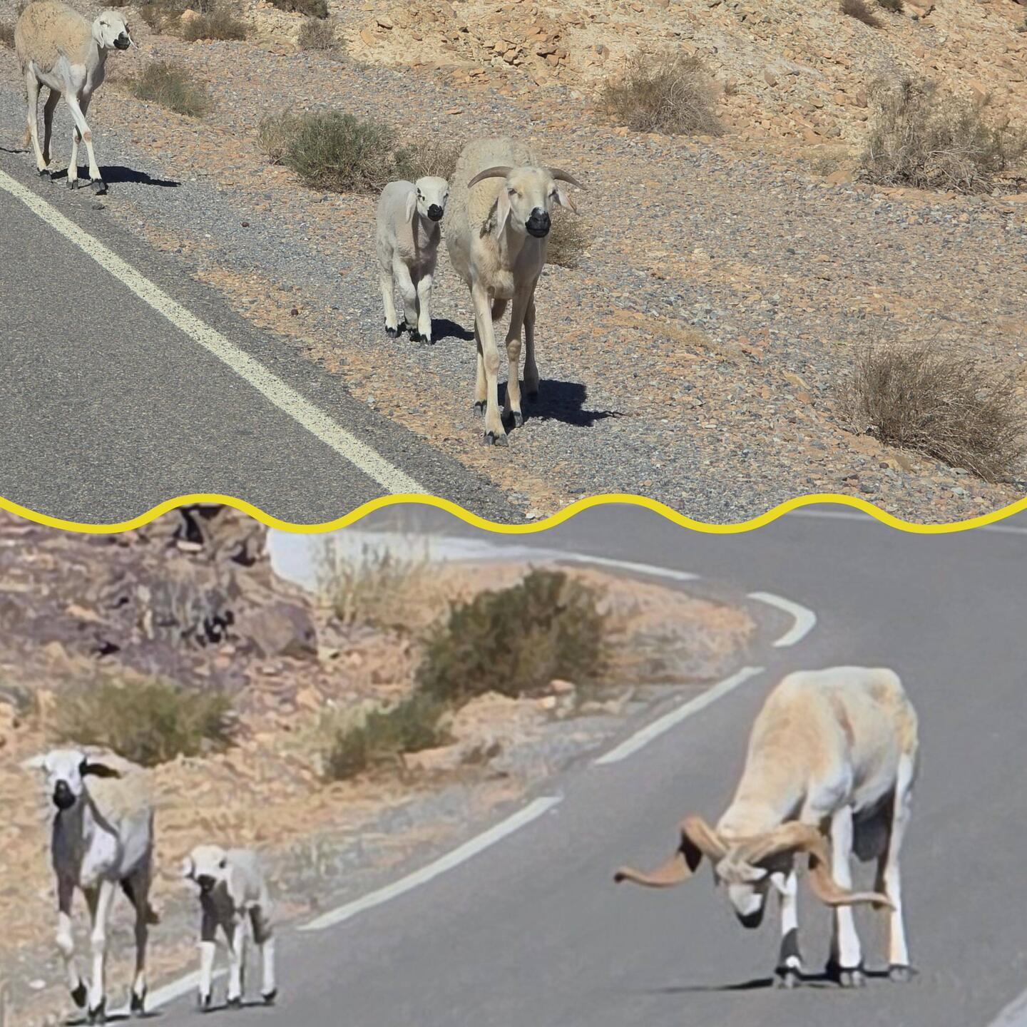 🐏 auf der Straße - Mähnenschaf oder Berberschaf 