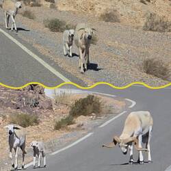 🐏 auf der Straße - Mähnenschaf oder Berberschaf 