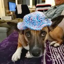 Wenn Frauchen zu viel Zeit hat😂