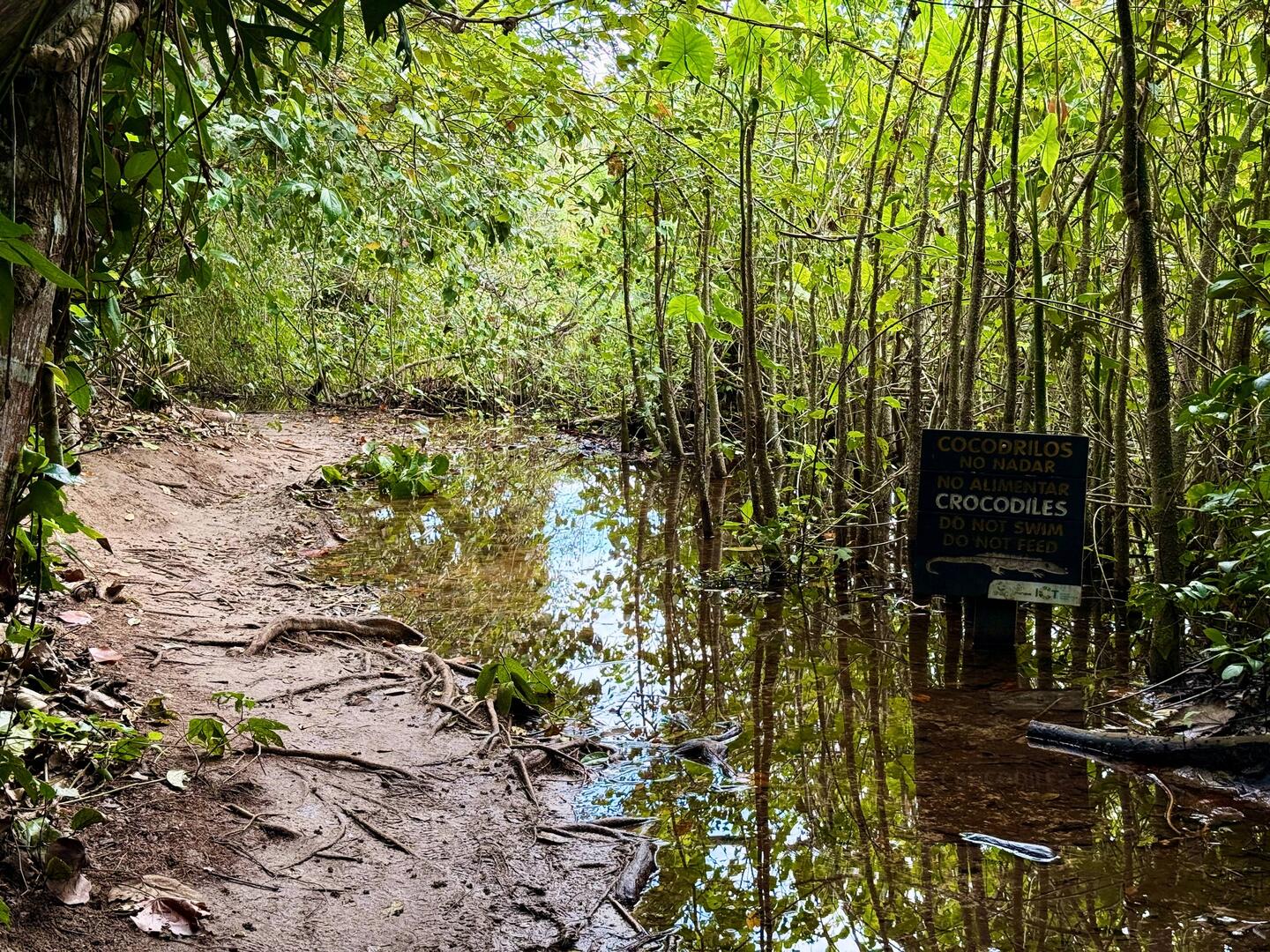 Super, wenn der Wanderweg überflutet ist... 🐊