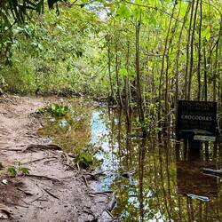 Super, wenn der Wanderweg überflutet ist... 🐊