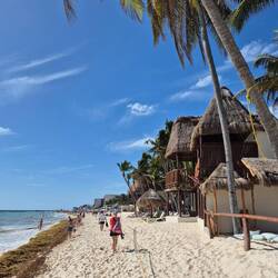 Weißer Sand mit braunem Seegras