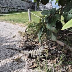 Leguane mögen die Ruinen