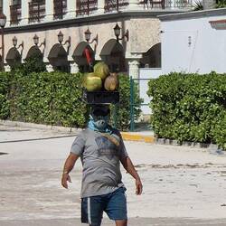 Kokusnüsse werden gebracht