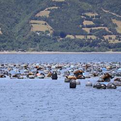 Sönnele auf den Bojen