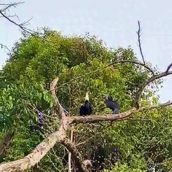 Hornbill aka Nashornvogel