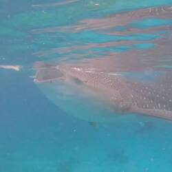 Mega faszinierend und so nah.