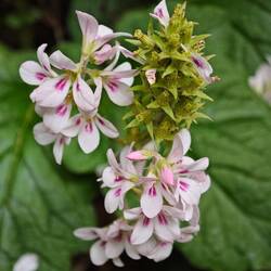 die chilenische Jungfernblume