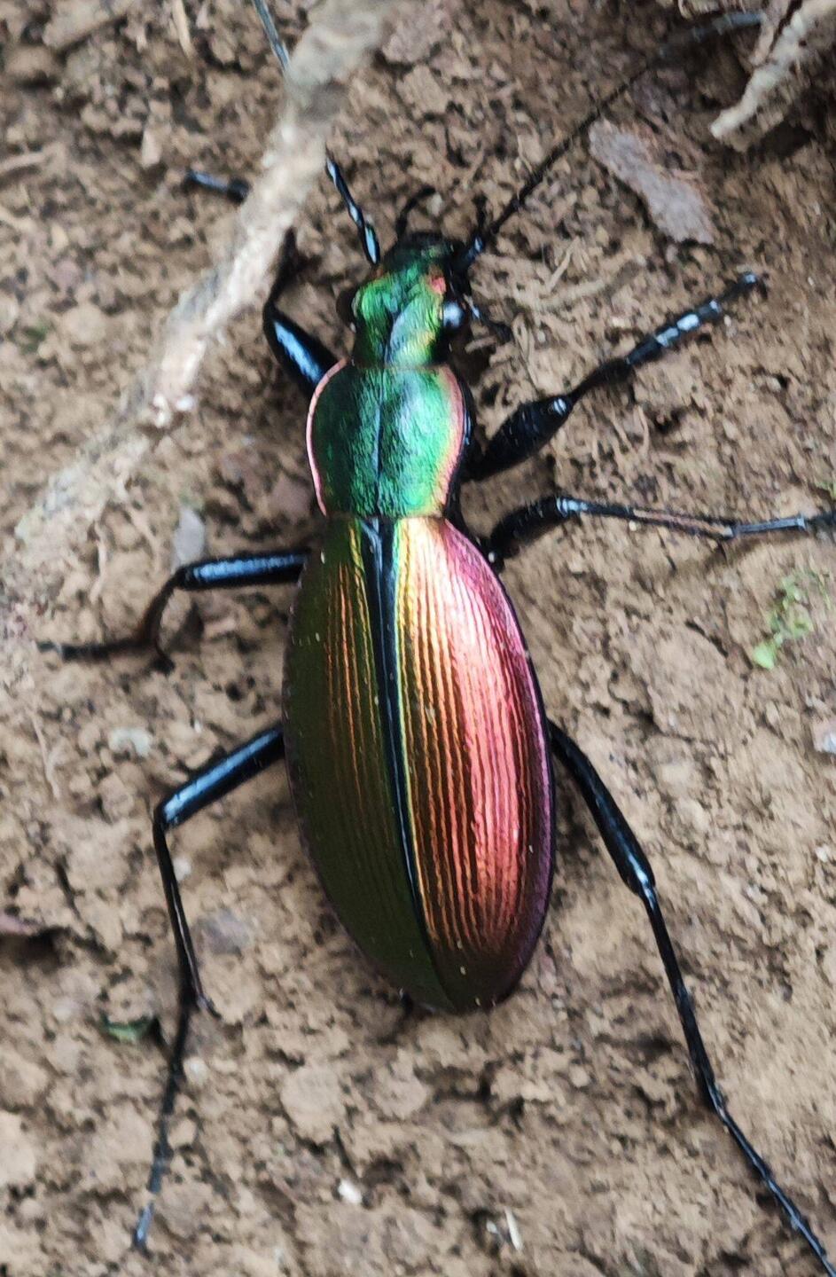 der chilenische Prachtkäfer - eine unserer heutigen Begegnungen