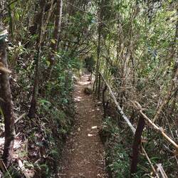 Pfad durch den Regenwald