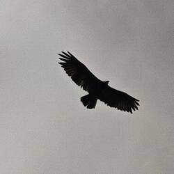 und auch Kondore sind wieder über uns gekreist