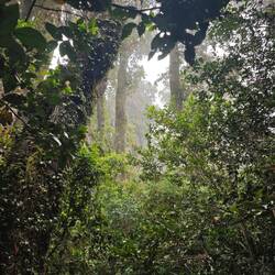 mystische Stimmung im Wald voller Olivillo-Bäume