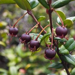 die chilenische Guave, soll sehr aromatisch sein