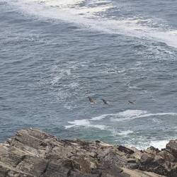 drei Braunpelikane im Flug